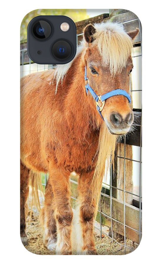 Shetland Pony in a Paddock - Phone Case