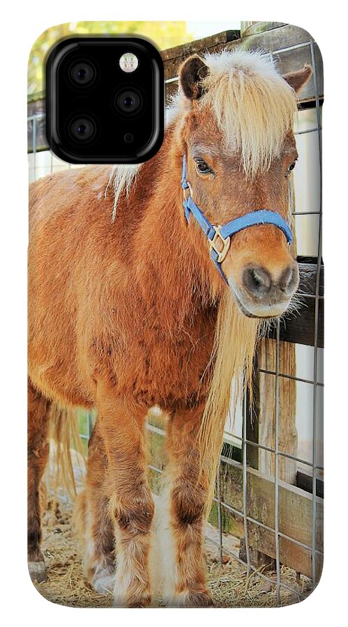 Shetland Pony in a Paddock - Phone Case