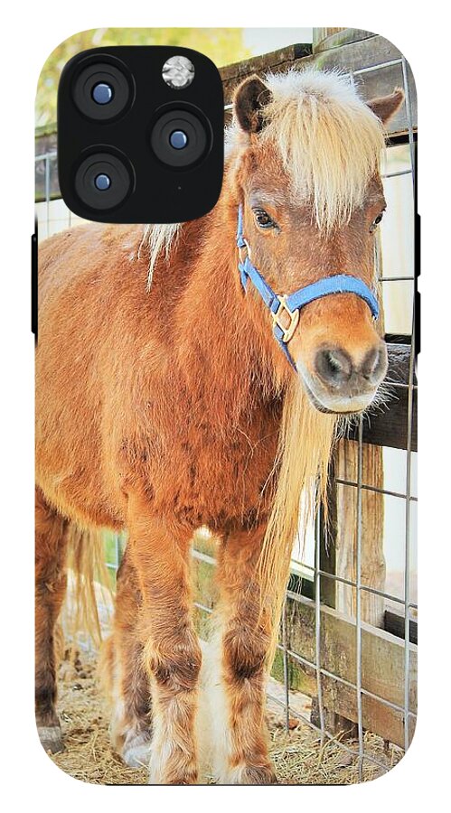 Shetland Pony in a Paddock - Phone Case