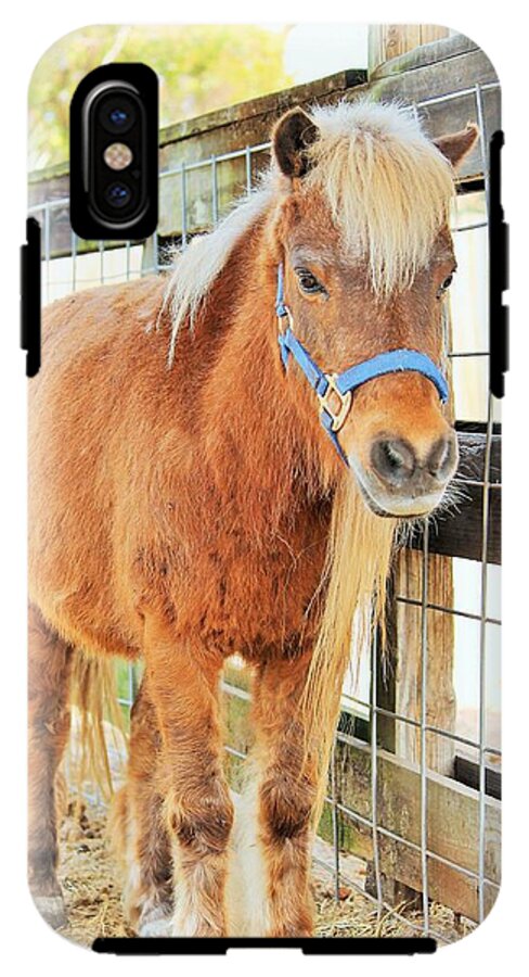 Shetland Pony in a Paddock - Phone Case
