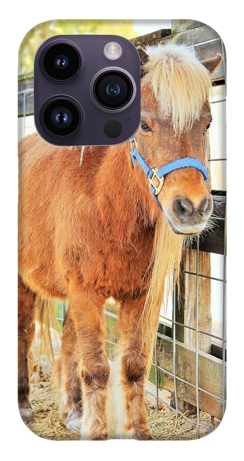 Shetland Pony in a Paddock - Phone Case