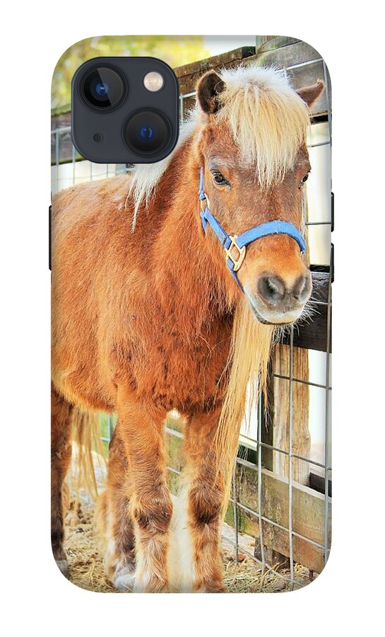 Shetland Pony in a Paddock - Phone Case