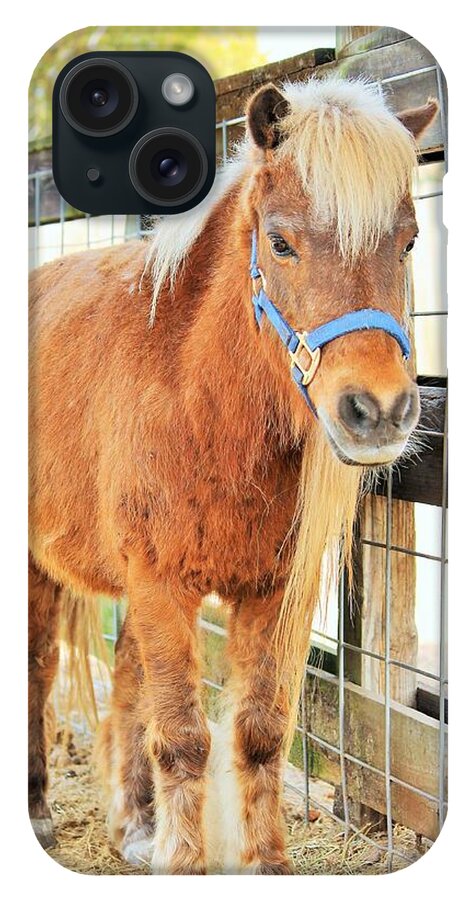 Shetland Pony in a Paddock - Phone Case
