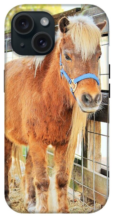 Shetland Pony in a Paddock - Phone Case