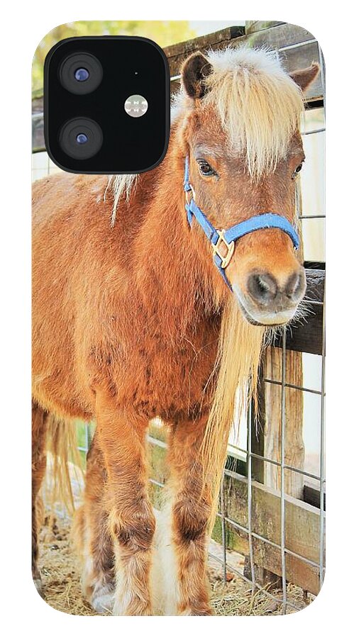 Shetland Pony in a Paddock - Phone Case
