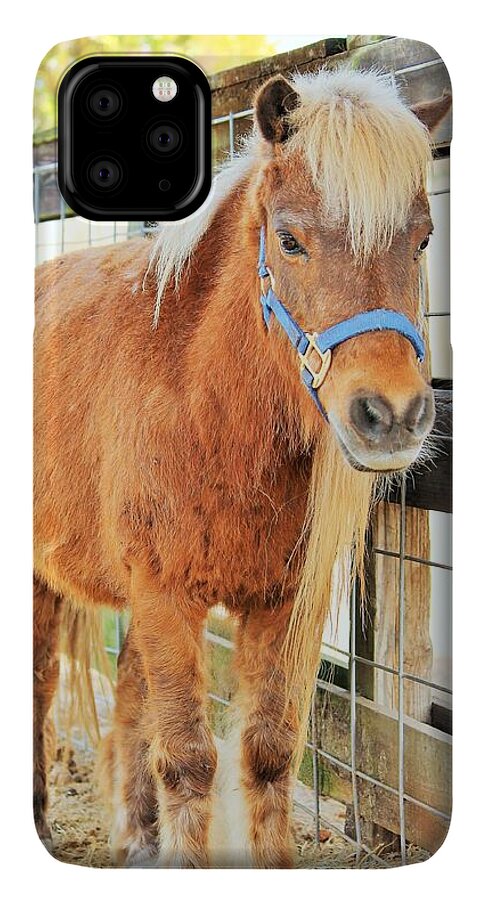 Shetland Pony in a Paddock - Phone Case