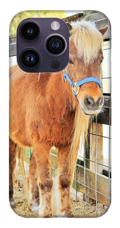 Shetland Pony in a Paddock - Phone Case
