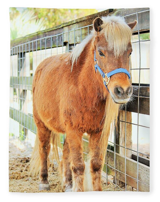 Shetland Pony in a Paddock - Blanket