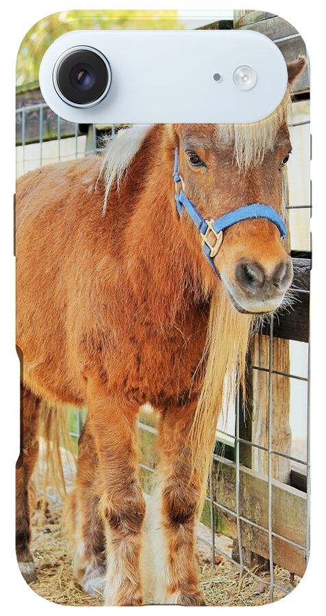 Shetland Pony in a Paddock - Phone Case