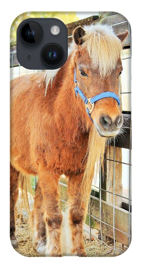 Shetland Pony in a Paddock - Phone Case