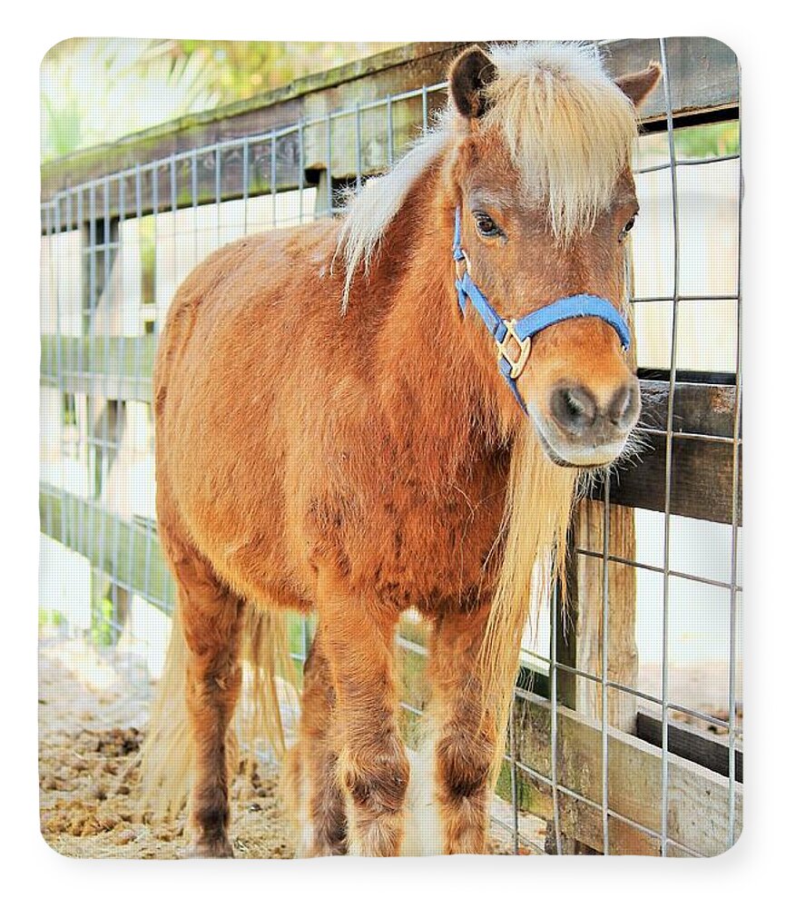 Shetland Pony in a Paddock - Blanket