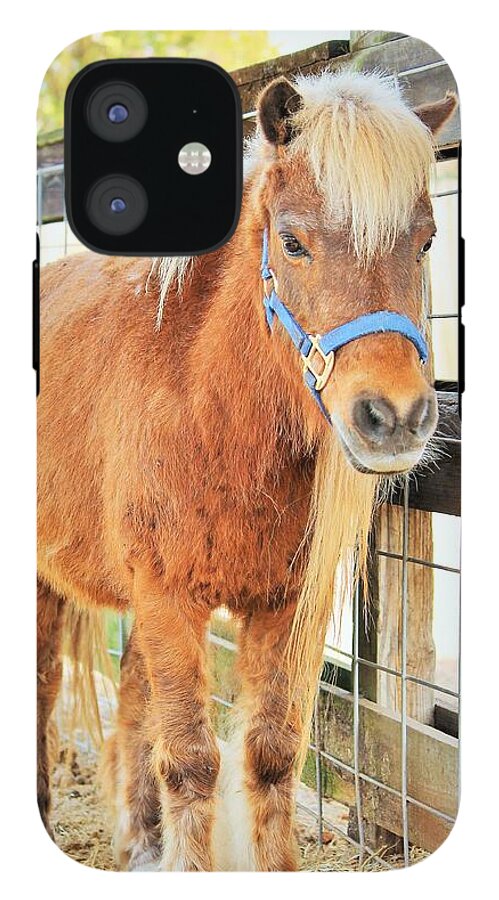 Shetland Pony in a Paddock - Phone Case