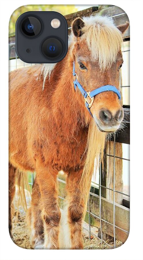 Shetland Pony in a Paddock - Phone Case