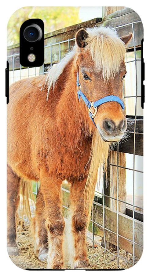 Shetland Pony in a Paddock - Phone Case