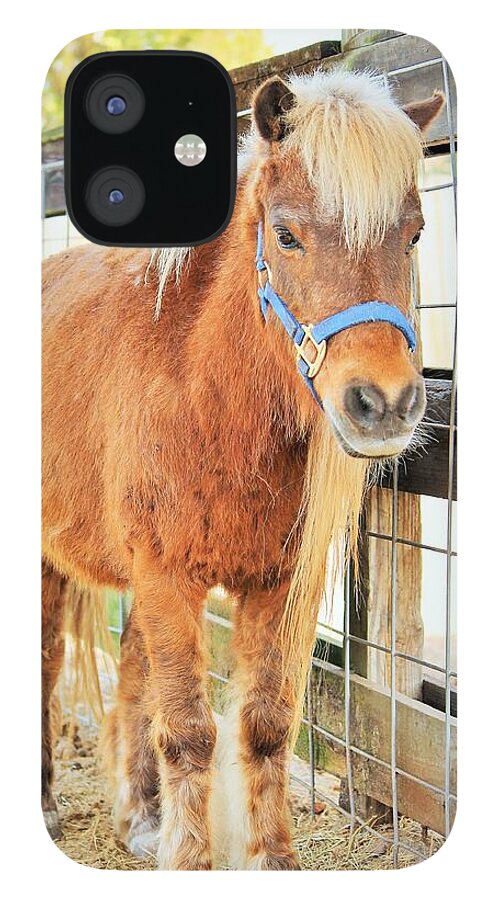 Shetland Pony in a Paddock - Phone Case
