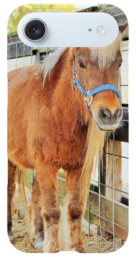 Shetland Pony in a Paddock - Phone Case