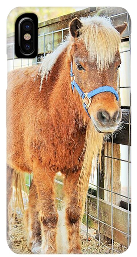 Shetland Pony in a Paddock - Phone Case