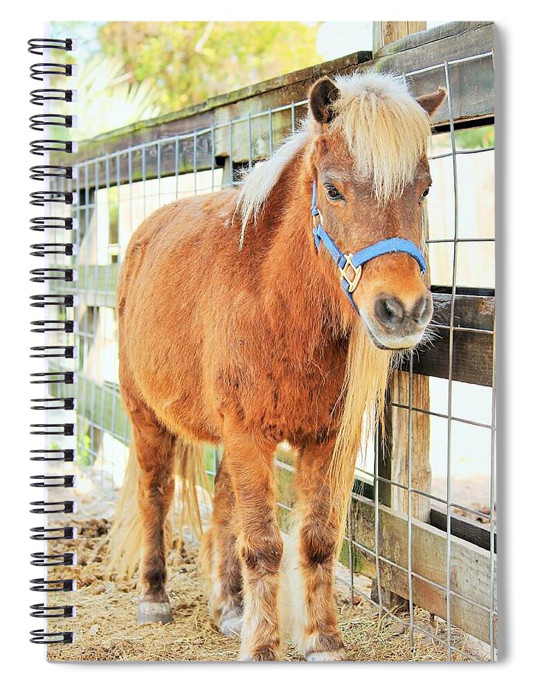 Shetland Pony in a Paddock - Spiral Notebook