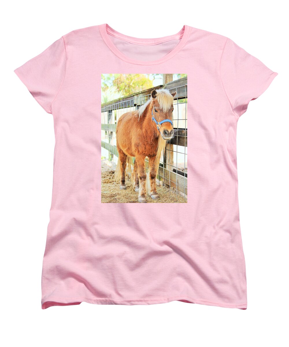 Shetland Pony in a Paddock - Women's T-Shirt (Standard Fit)