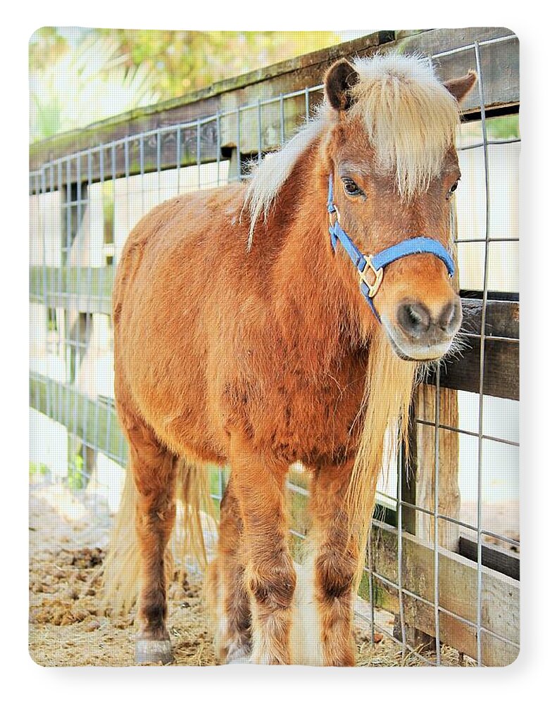 Shetland Pony in a Paddock - Blanket