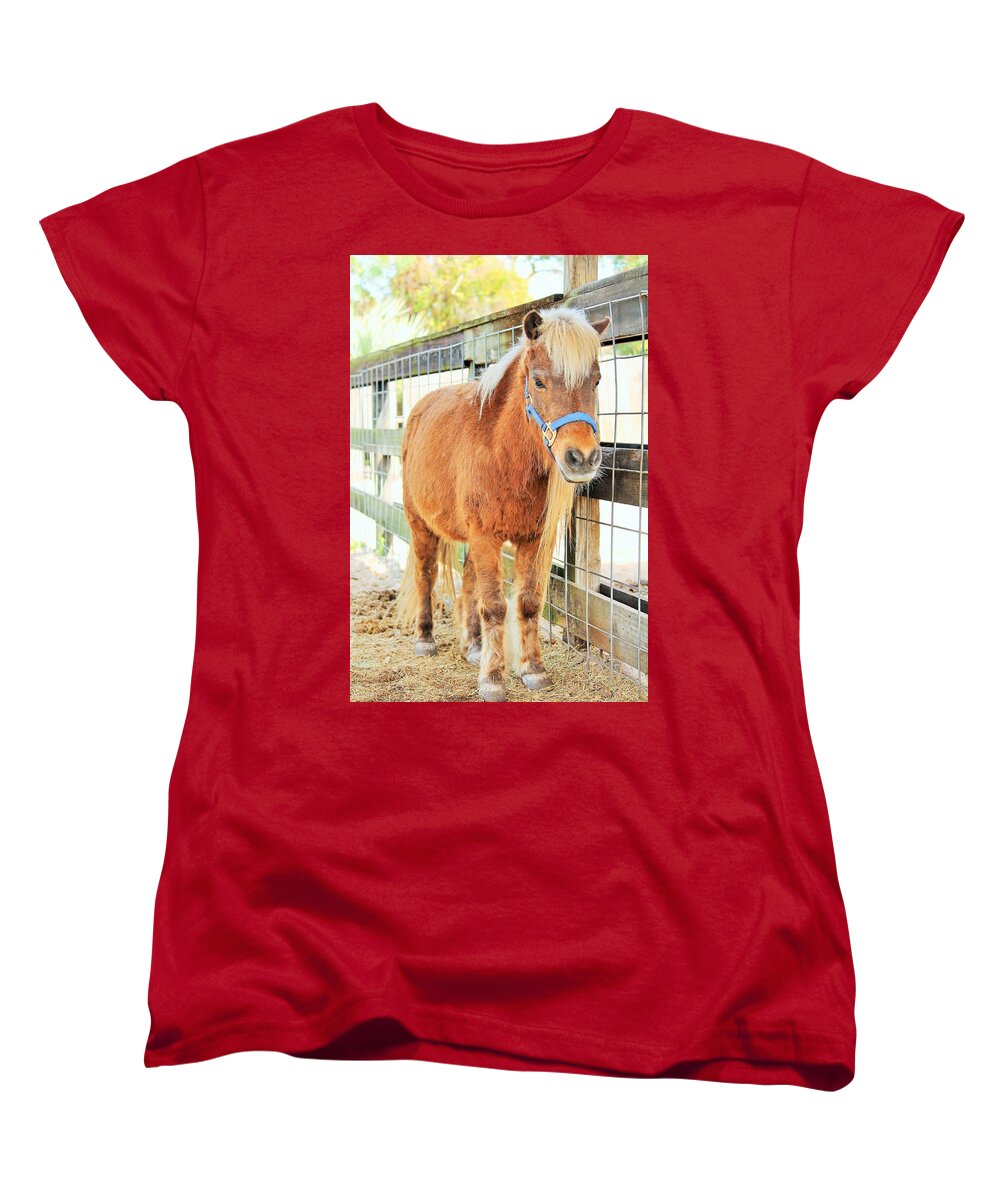 Shetland Pony in a Paddock - Women's T-Shirt (Standard Fit)