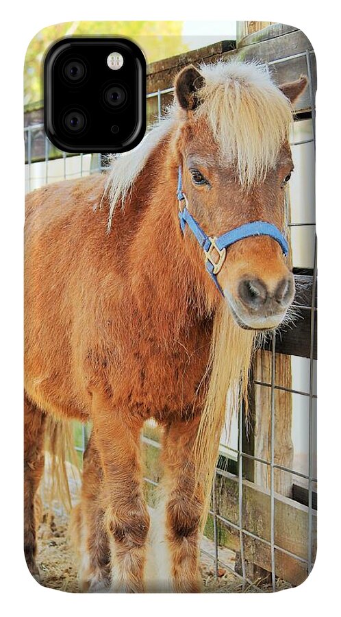 Shetland Pony in a Paddock - Phone Case