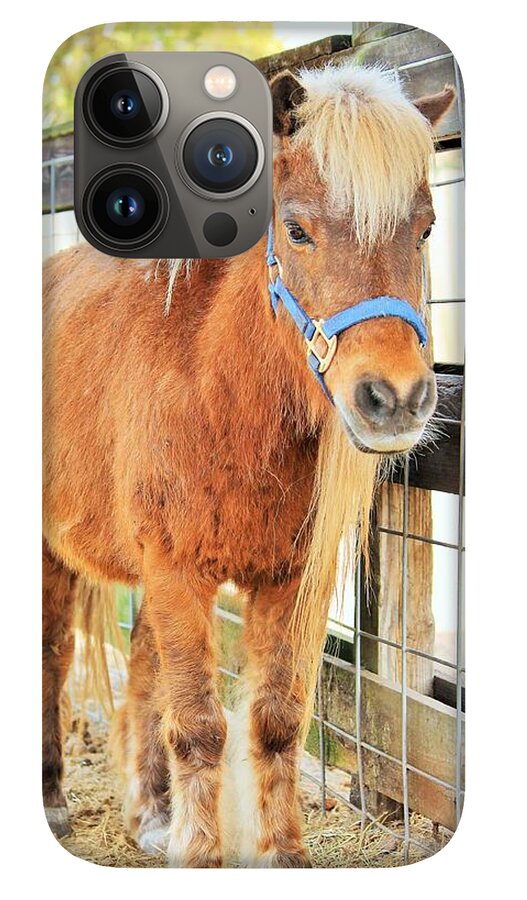 Shetland Pony in a Paddock - Phone Case