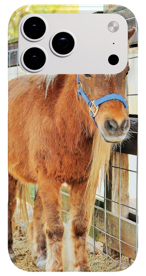 Shetland Pony in a Paddock - Phone Case