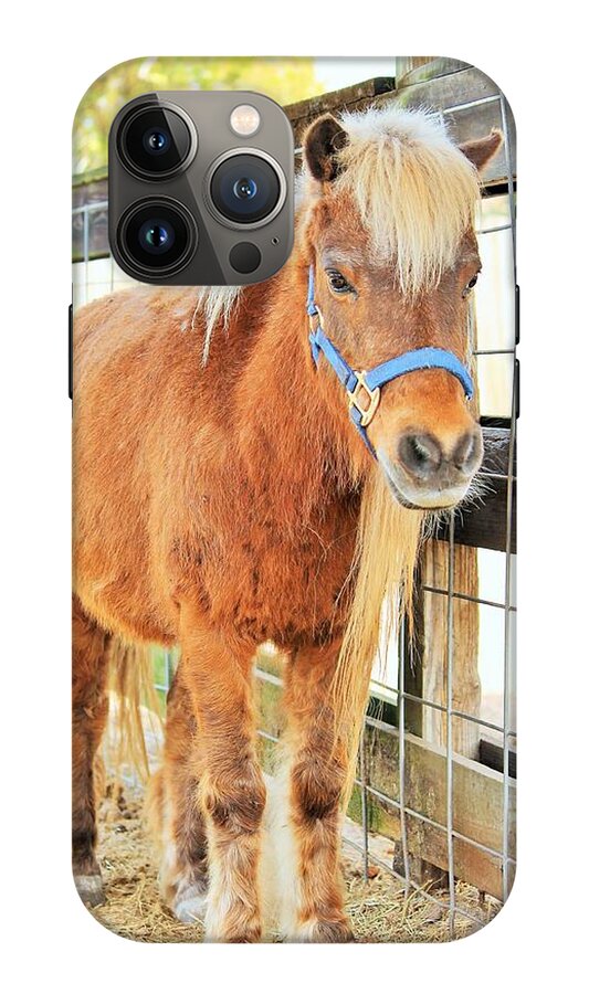 Shetland Pony in a Paddock - Phone Case