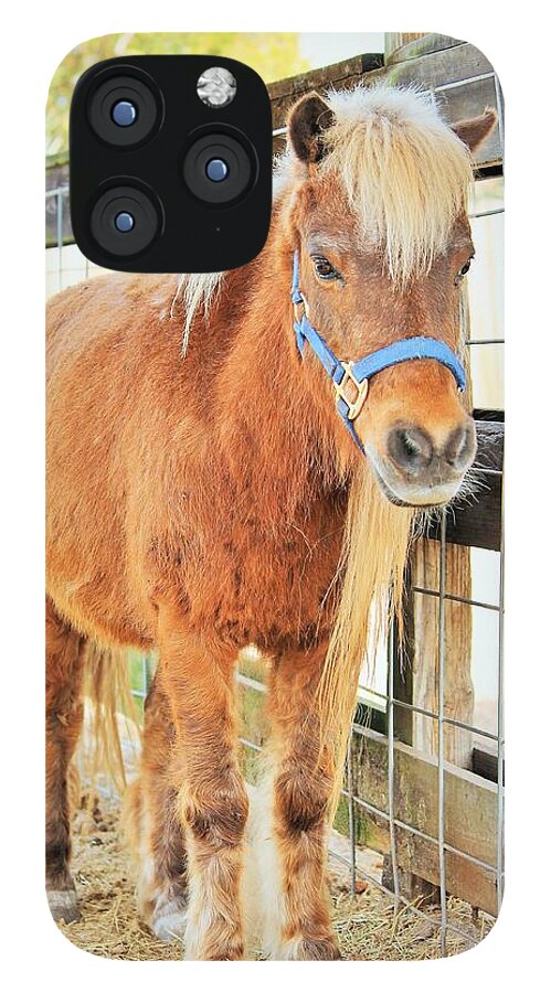 Shetland Pony in a Paddock - Phone Case