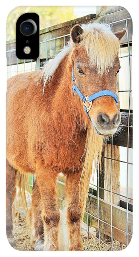 Shetland Pony in a Paddock - Phone Case