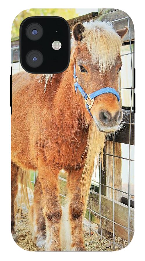 Shetland Pony in a Paddock - Phone Case