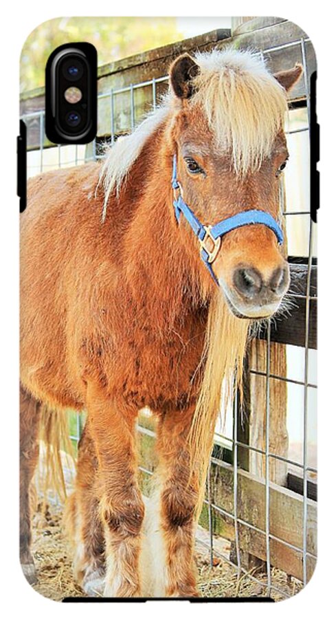 Shetland Pony in a Paddock - Phone Case