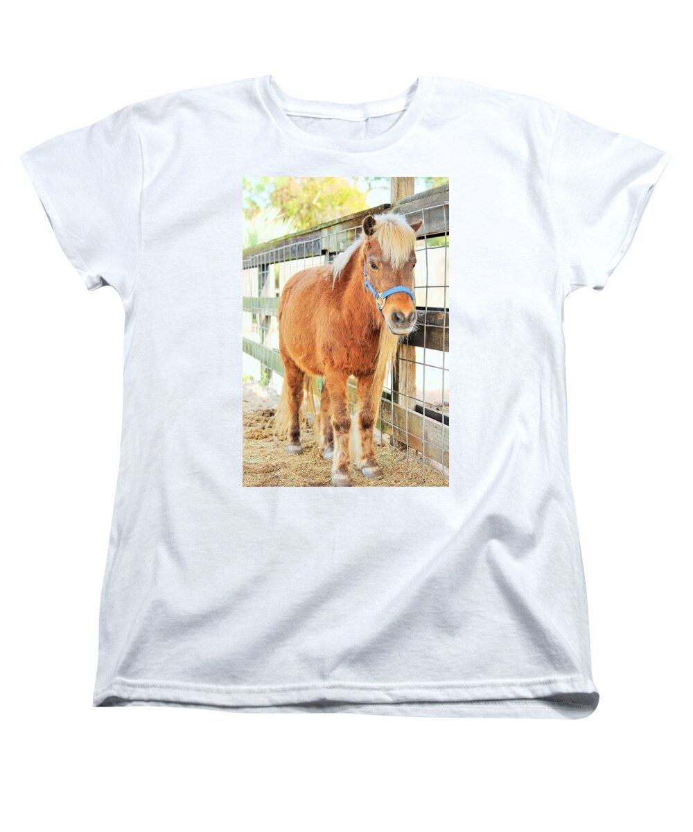 Shetland Pony in a Paddock - Women's T-Shirt (Standard Fit)