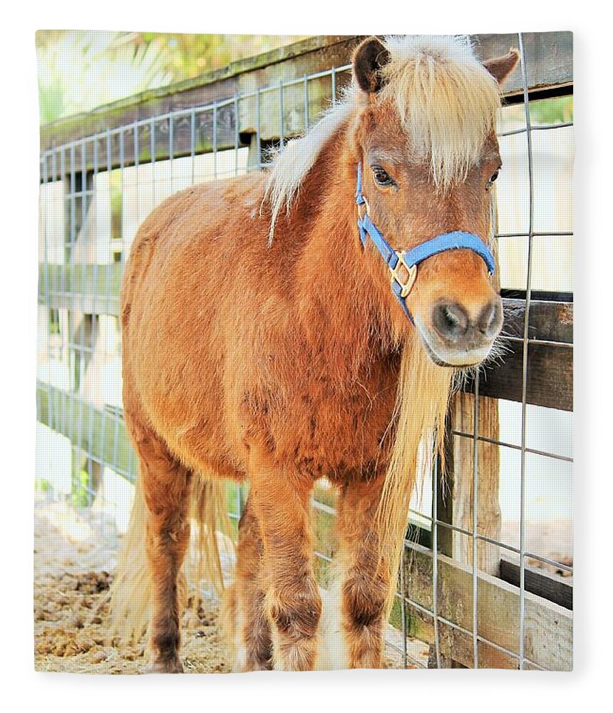 Shetland Pony in a Paddock - Blanket
