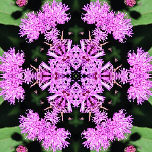 Vibrant Symmetrical Blossoms - Art Print